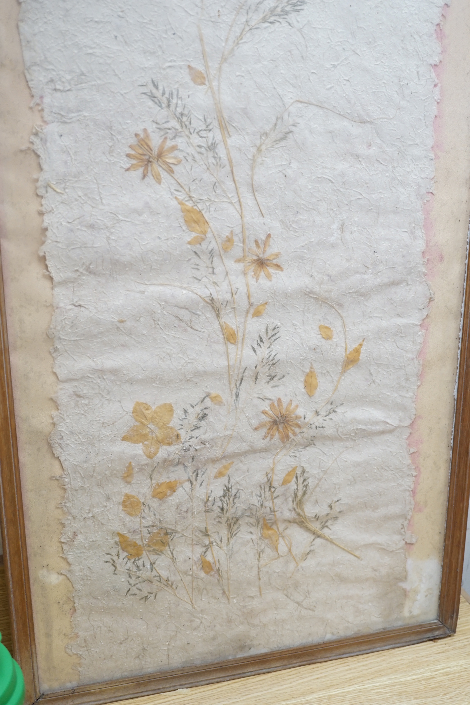 A large framed botanical pressing, frame 121x49cm